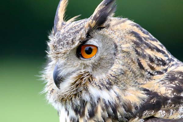 Spiritual Meaning of Hearing an Owl: Messages from the Afterlife?