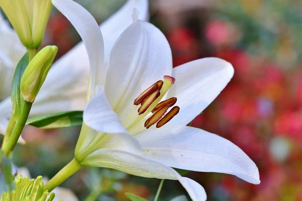 Spiritual Meaning of Lily