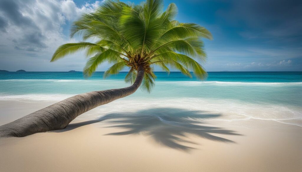 Dreaming of a Coconut Tree